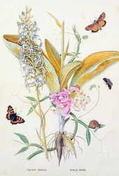 Orchidée : Bifolia (Orchidée Papillon)